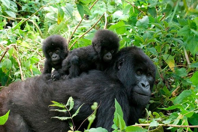 3 Days Bwindi Gorilla Trekking tour - Why this three-day gorilla trip works