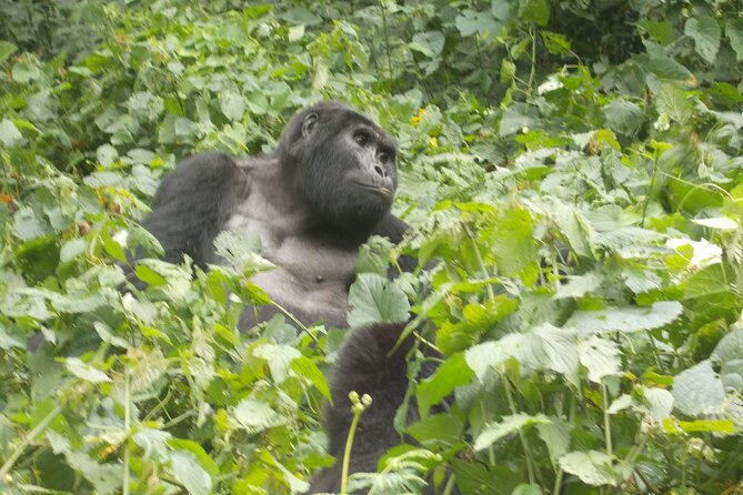 3 Days Bwindi Gorilla Trekking tour - Day three: the long return toward Entebbe