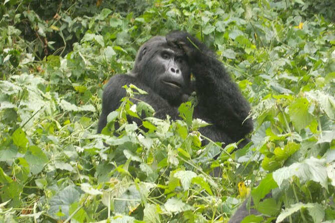 3 Days Bwindi Gorilla Trekking tour - What the $1,850 price really covers