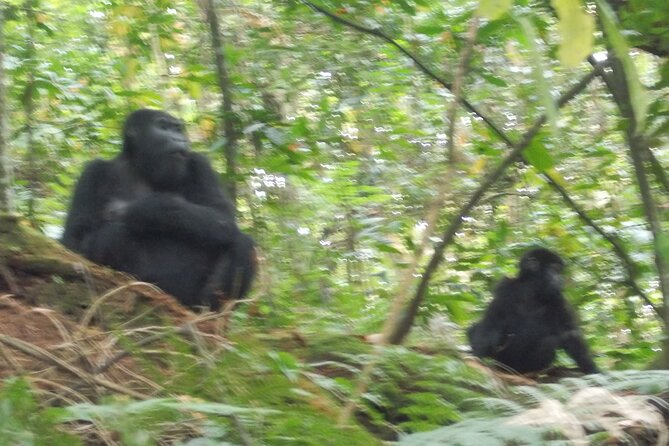 3 Days Bwindi Gorilla Trekking tour - How the private format changes the experience