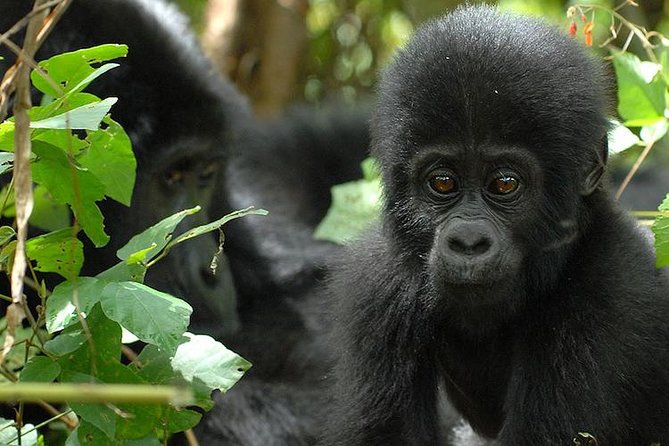 3 Days Gorilla Trekking Expedition Uganda - Why Bwindi makes this three-day trip worthwhile