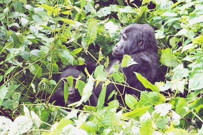 3 Days Gorilla Trekking Safari - Why Bwindi makes this three-day trip special