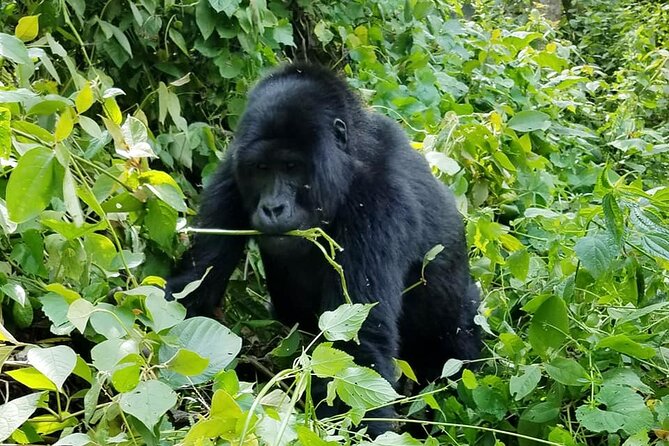 3 Days Gorilla Trekking Safari - After the trek: Lake Bunyonyi’s quieter pace