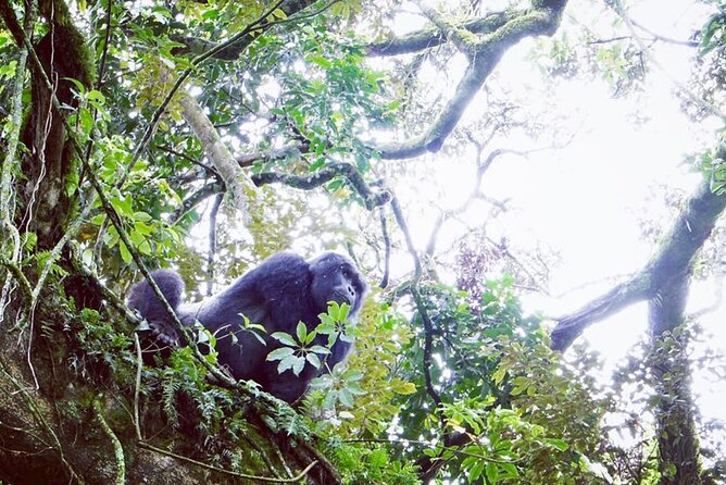 3 Days Gorilla Trekking Safari - What the $1,890 price means