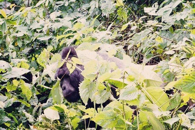 3 Days Gorilla Trekking Safari - The guides and the human side of the trip