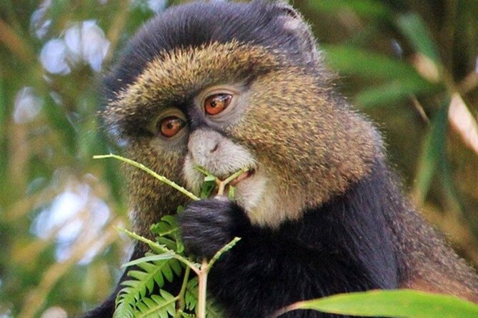 3 Days gorilla trekking Safari tour in Uganda - Why Bwindi is worth the long drive