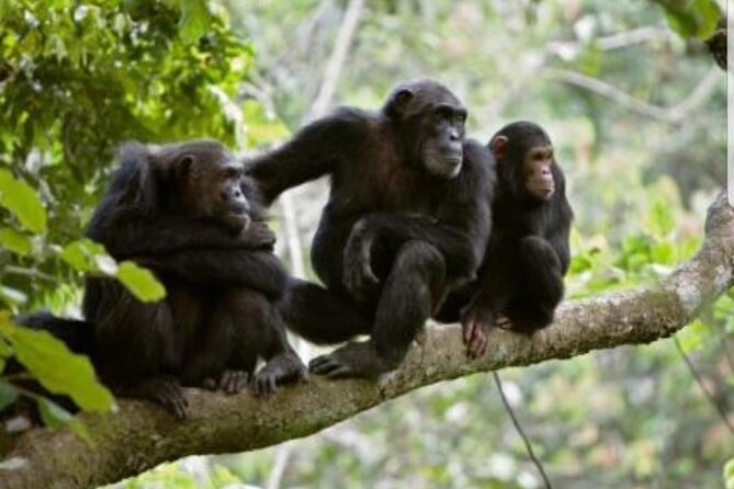 3 Days gorilla trekking Safari tour in Uganda - Guides, vehicles, and the private format