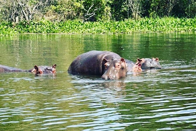 3 Days gorilla trekking Safari tour in Uganda - What the package includes, and what it does not
