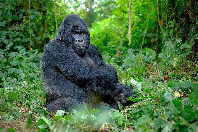 A silverback mountain gorilla in the undergrowth of Bwindi Impenetrable Forest