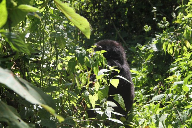 3 Days Gorilla trekking tour - Day three: the long road back