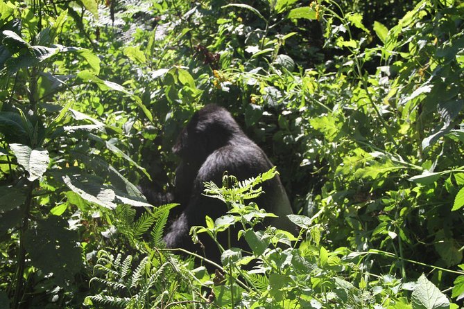 3 Days Gorilla trekking tour - What the $2,300 price really covers