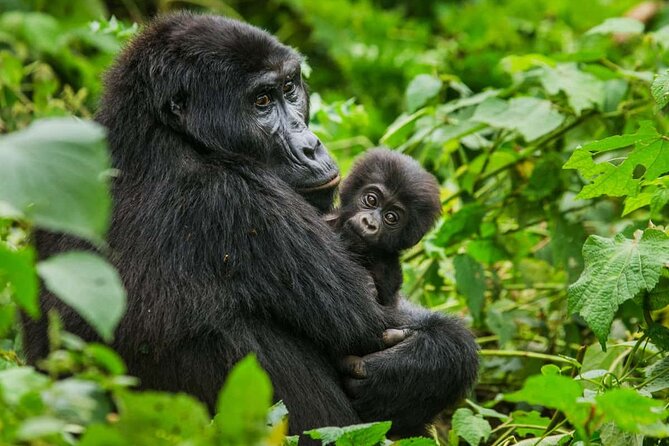 3 Days Gorilla trekking tour - A private trip with a mixed record