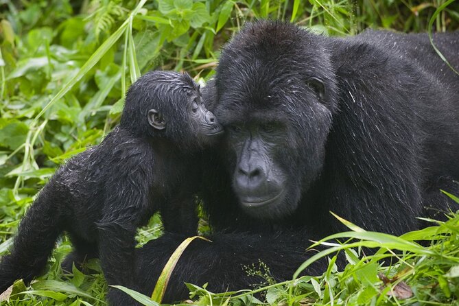 3 Days Gorilla trekking tour - Who will like this three-day Uganda trip