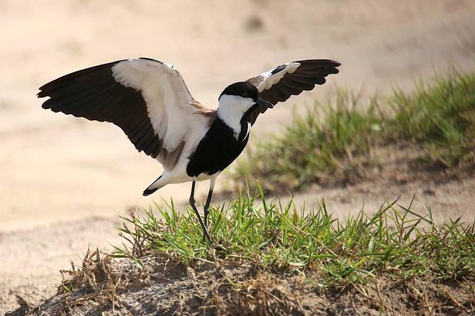 3 Days Group Safari To Queen Elizabeth Park In Uganda. - The real shape of this three-day Uganda safari