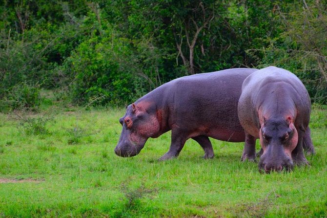 3 Days Group Safari To Queen Elizabeth Park In Uganda. - Day 3: The long return to Kampala or Entebbe