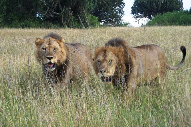 3 Days Group Safari To Queen Elizabeth Park In Uganda. - What the price covers, and what it does not