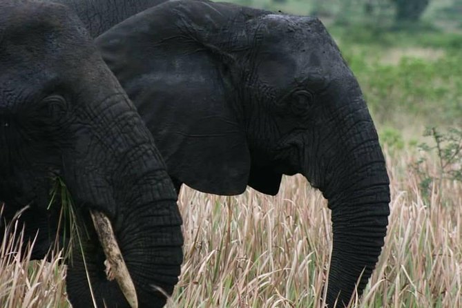3 Days Group Safari To Queen Elizabeth Park In Uganda. - Small details that make the trip easier