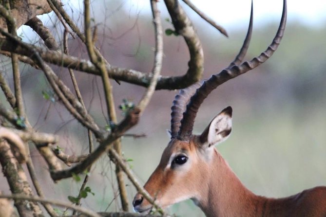 3 Days Group Safari To Queen Elizabeth Park In Uganda. - Day 2: Kasenyi game drive and the Kazinga Channel