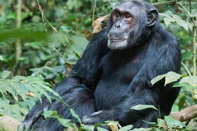 3 Days Lake Bunyonyi and Gorilla Trekking Tour in Uganda - What I would pack for the lake and forest