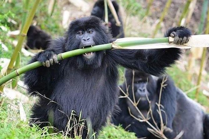 3 Days Lake Bunyonyi and Gorilla Trekking Tour in Uganda - Why the short schedule can feel demanding