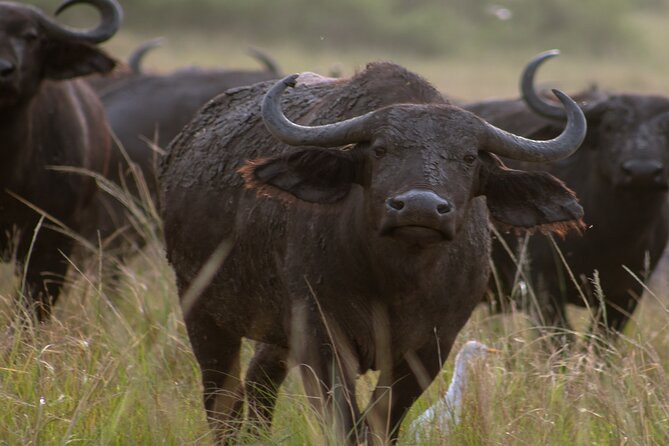 3 Days Murchison Falls Adventure Wildlife Safari Uganda Tour - The Nile cruise and the falls from below
