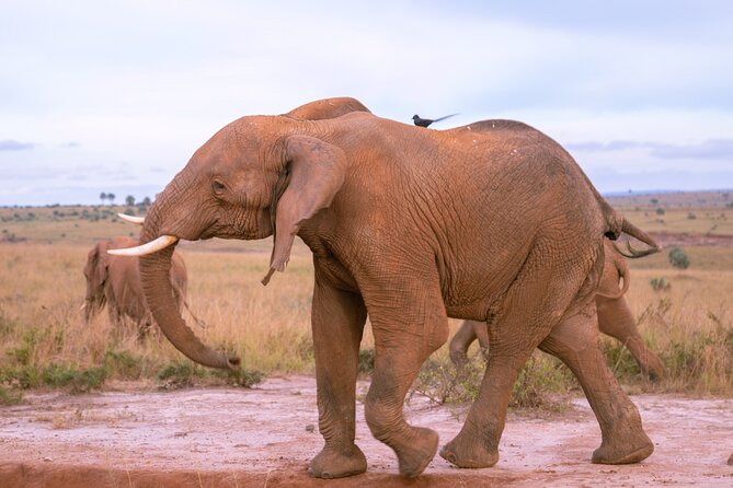 3 Days Murchison Falls Adventure Wildlife Safari Uganda Tour - Day 3: The long return to Kampala and Entebbe