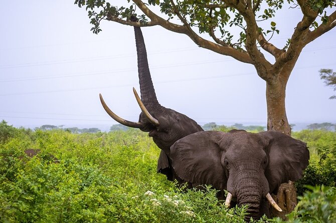 3 Days Murchison Falls Adventure Wildlife Safari Uganda Tour - What the $1,300 price includes
