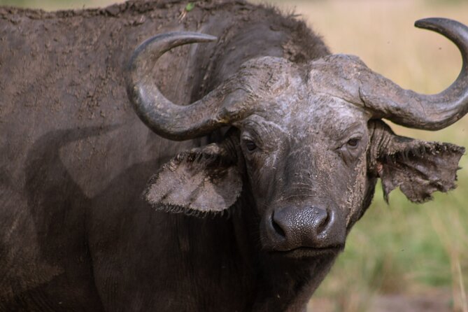 3 Days Murchison Falls Adventure Wildlife Safari Uganda Tour - Meals, lodging, and guide service