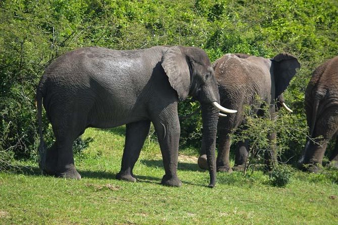 3 days Murchison Falls, Boat cruise and wildlife game viewing - Who should book this Murchison Falls safari