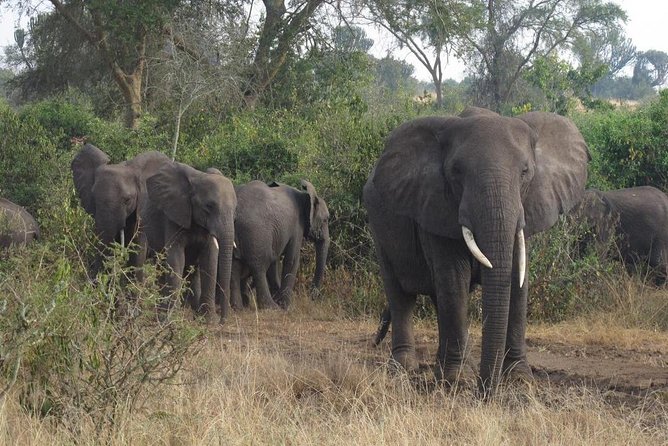 3 Days Murchison Falls Holiday Safari - Why this short Uganda safari works