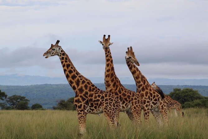 3 Days Murchison Falls Holiday Safari - Cruising the Nile below the falls