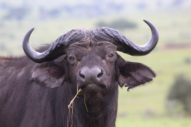 3 Days Murchison Falls Holiday Safari - Seeing the falls from above