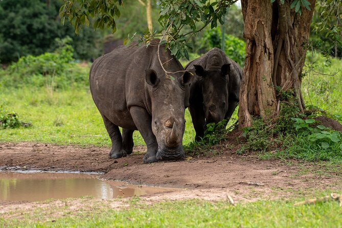 3 Days Murchison Falls National Park Safari & Rhino tracking - Ziwa Rhino Sanctuary and the close approach