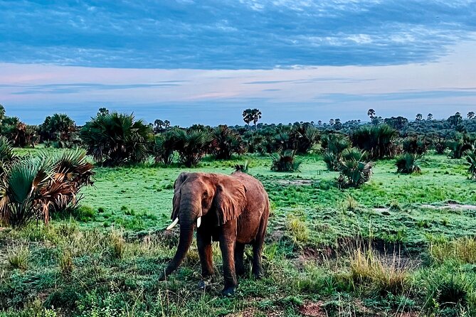 3 Days Murchison Falls National Park Safari & Rhino tracking - The pace, driving, and practical tradeoffs