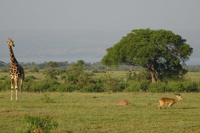 3 Days Murchison falls park Uganda - Key points at a glance
