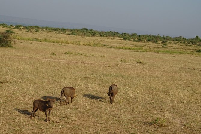3 Days Murchison falls park Uganda - Game drives for giraffes, elephants, and lions