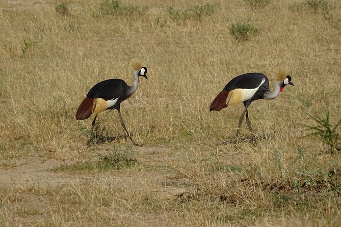 3 Days Murchison falls park Uganda - The Nile boat cruise toward Murchison Falls
