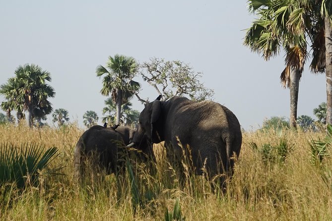 3 Days Murchison falls park Uganda - Meals, lodging, and the real level of comfort