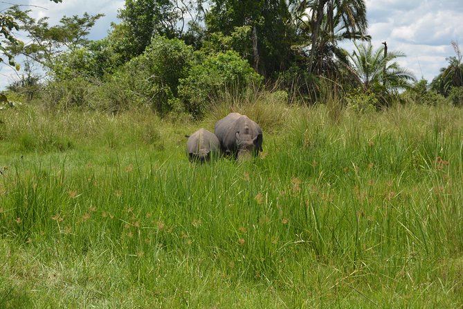 3-Days Murchison Falls Vacation Including Big 5 Sighting! - Why Murchison Falls works for a short Uganda safari