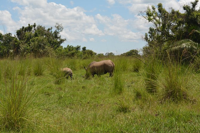 3-Days Murchison Falls Vacation Including Big 5 Sighting! - Day 2 afternoon: hippos, crocodiles, and the Nile