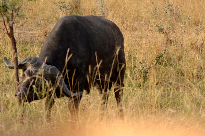 3 Days Murchison Falls Wildlife Safari - Why Murchison Falls works well in three days