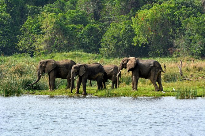 3 Days Murchison Falls Wildlife Safari - Day 1: Ziwa rhinos before the Nile gorge