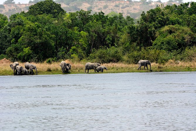 3 Days Murchison Falls Wildlife Safari - Day 3: One last look at the falls, then the long road south