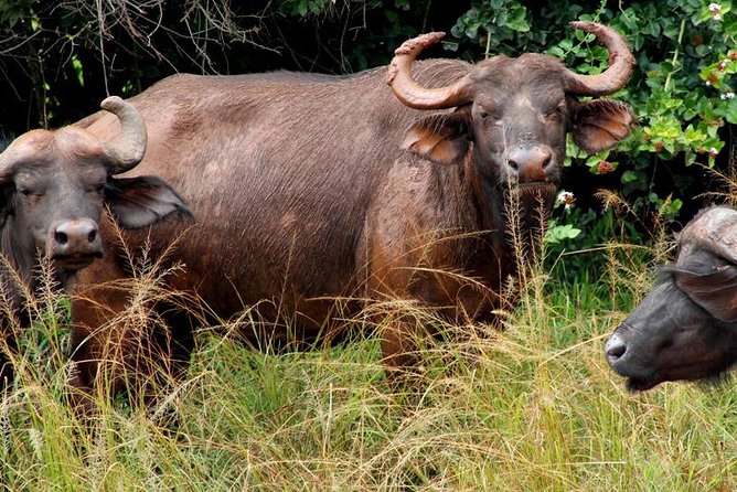 3 Days Murchison Falls Wildlife Safari - Who will get the most from this safari