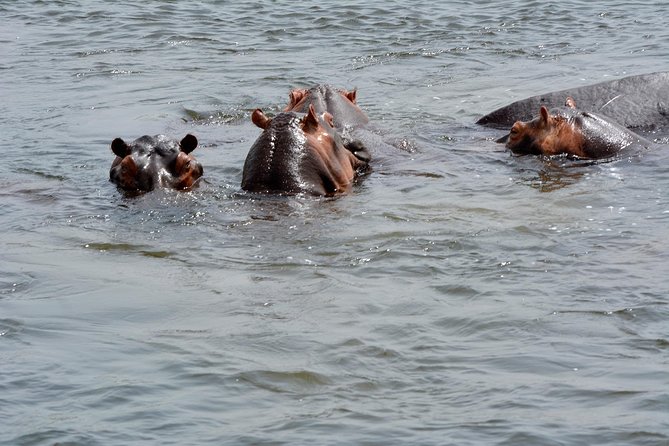 3 Days Murchison Falls Wildlife Safari - Practical planning for Kampala and Entebbe pickup