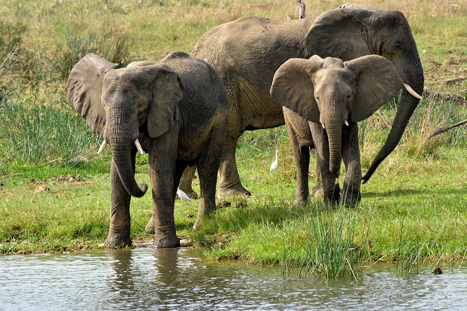 3 Days Murchison Falls Wildlife Safari - Day 2: Sunrise animals and a Nile boat ride