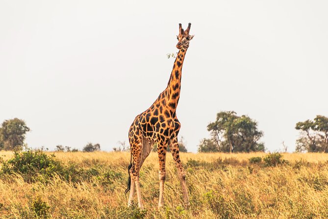 3 Days Private Tour in Murchison Falls National Park - Day 2: Game drive, bush breakfast, and the Nile
