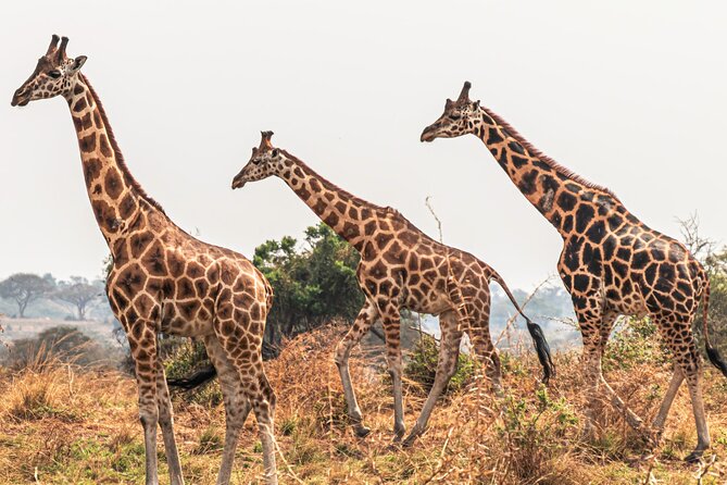 3 Days Private Tour in Murchison Falls National Park - Day 3: A long return to Kampala or Entebbe
