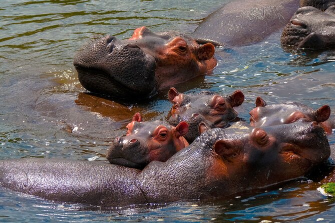 3 Days Private Tour in Murchison Falls National Park - What the $820.58 price covers