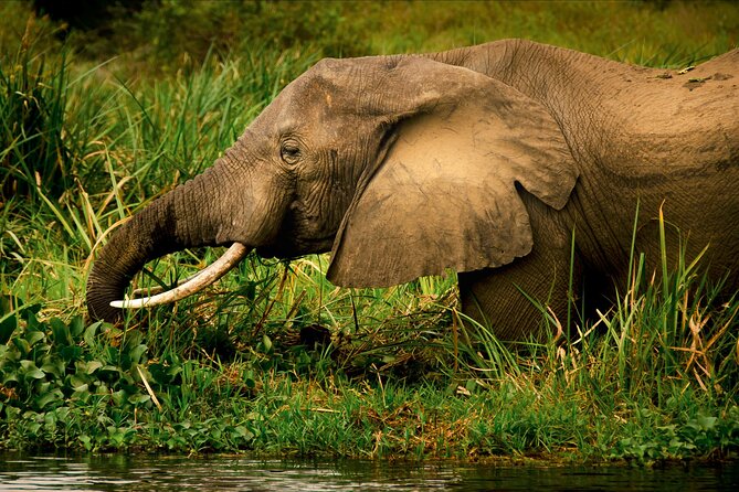 3 Days Private Tour in Murchison Falls National Park - Day 1: From Entebbe to the park